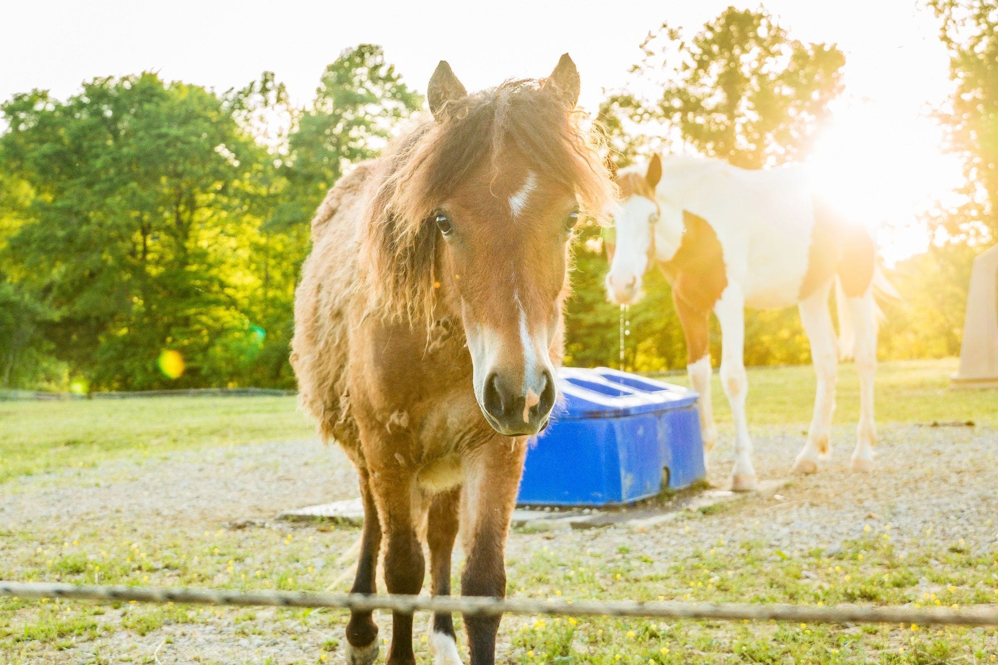 Horses and Bourbon—Versailles, KY