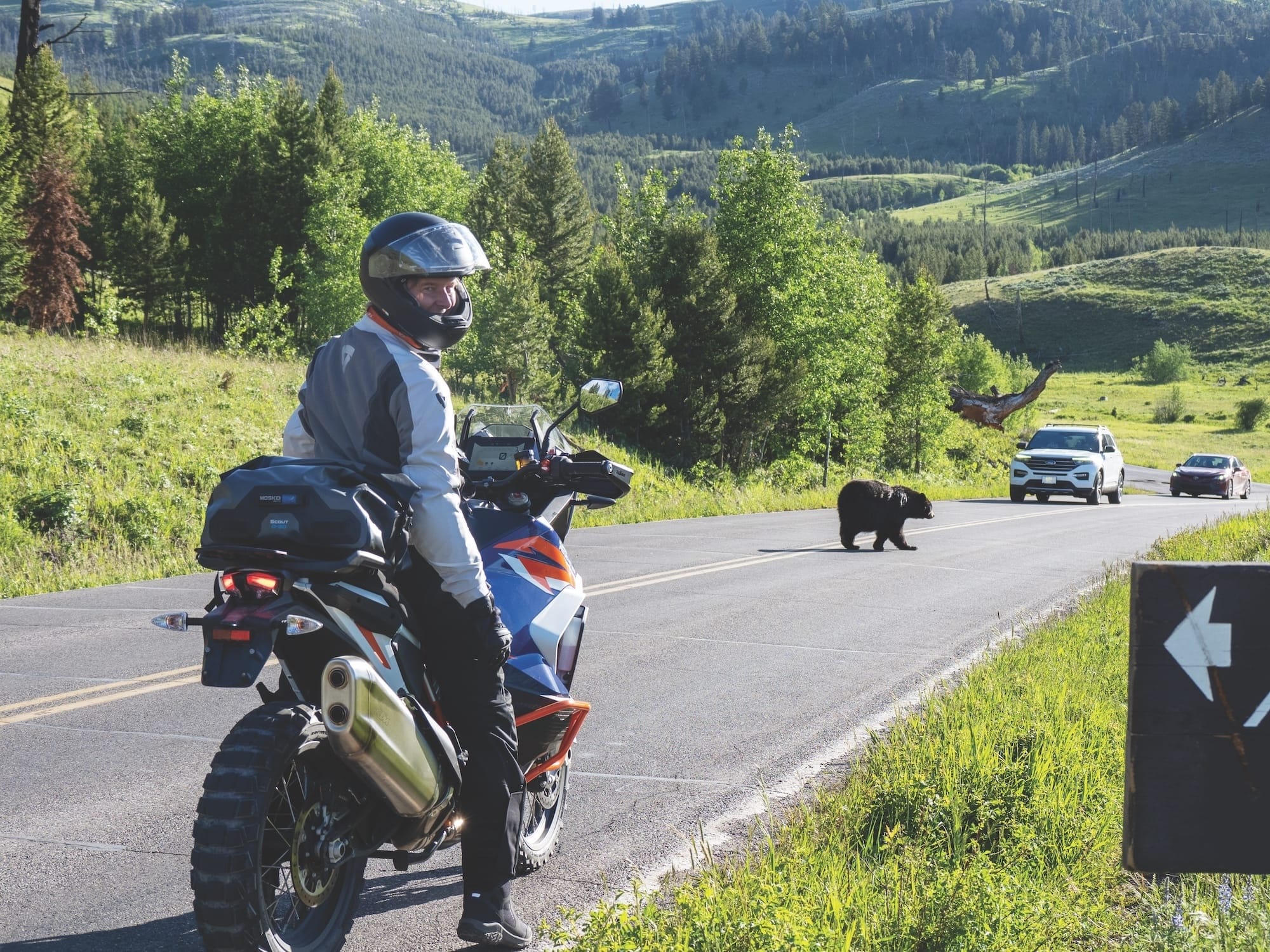 6 Best Practices to Avoid Wildlife Collisions on a Motorcycle
