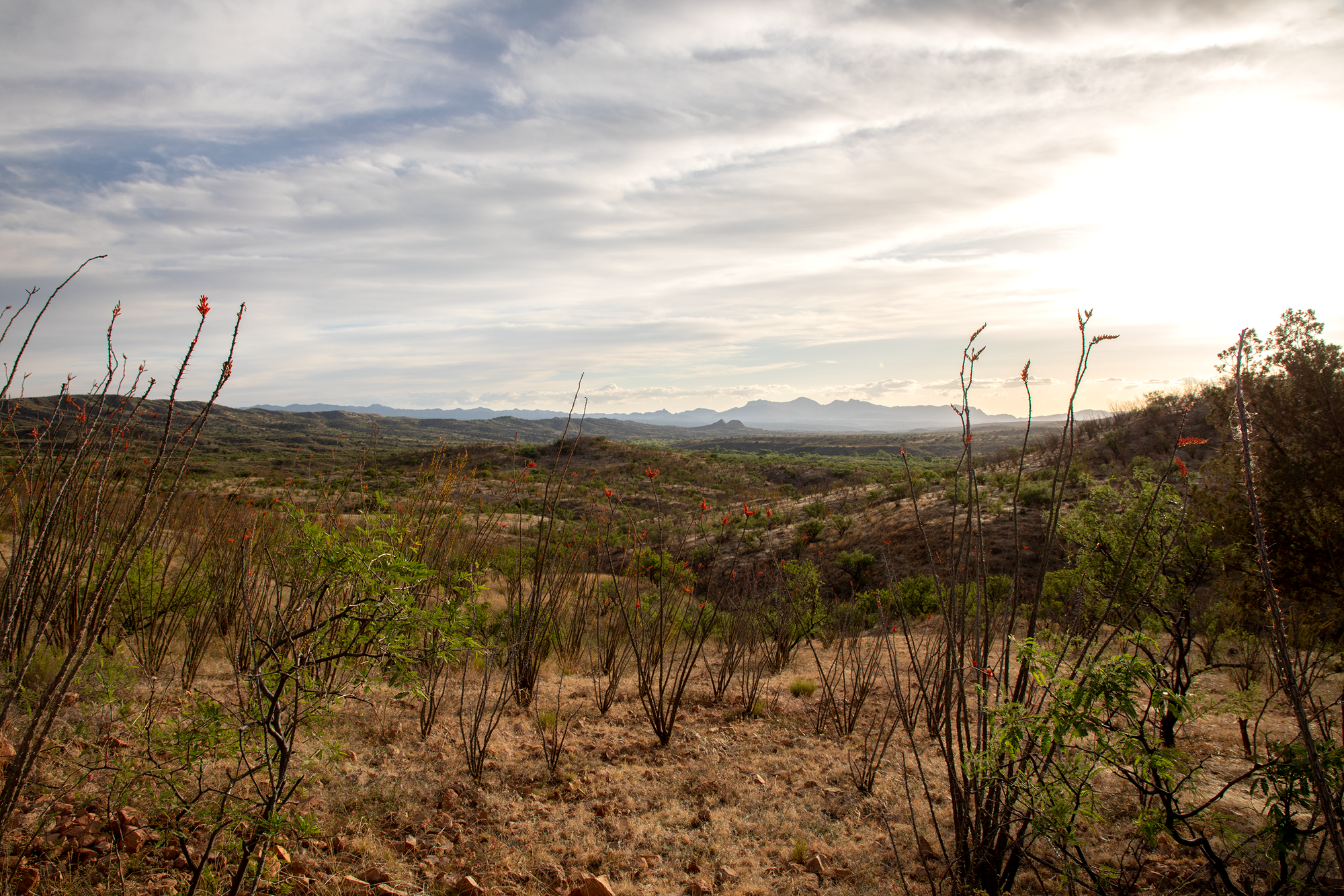 Discover the Arts and Sky Islands of Patagonia, AZ